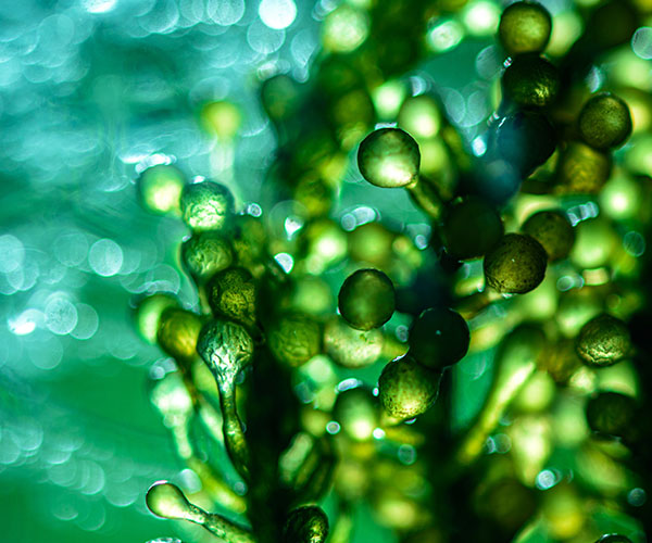Algae in foods