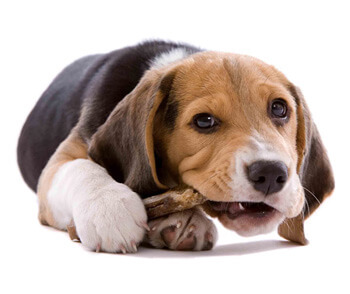 Dog chew