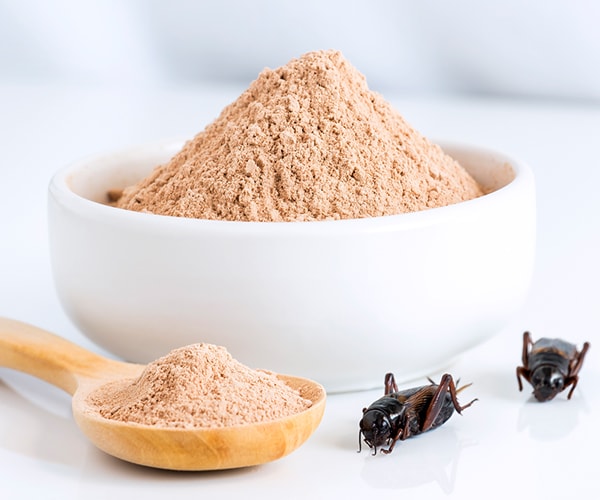 Cricket powder