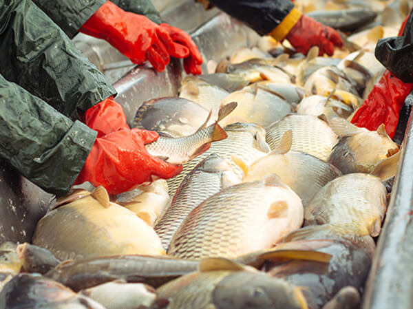 Sorting fish