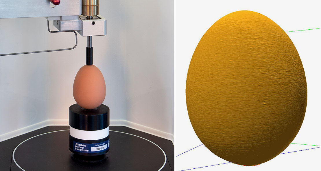 Vertically supported egg ready for scanning; Archived scan of egg